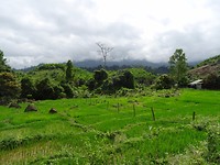 Central highlands