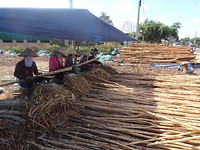 Woodshaving ladies