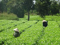 Theeplantage