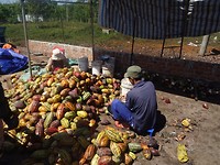 Cacao bonen