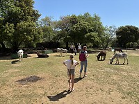 Corfu Donkey Rescue