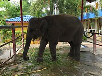 Hutsadin Elephant Foundation | Hua Hin