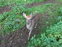Wildpark Daun