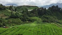 Brinchang | Cameron Highlands
