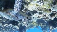 Turtle Reef