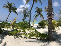 Dhiffushi