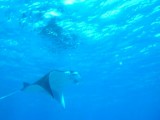 Manta Ray's at Komodo Islands