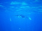 Manta Ray's at Komodo Islands