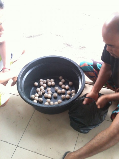 Turtle eggs