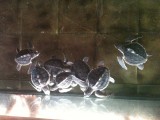 Baby turtles