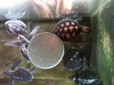 Baby turtles