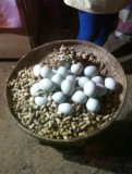 Balut; kuikentje