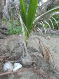 So this is how a palmtree is born ;)