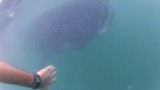 Whalesharkkk