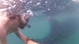 Whalesharkkk