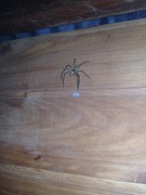 Massive spider in our bathroom