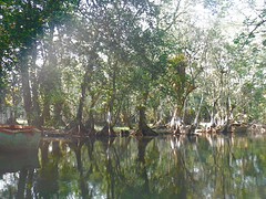 Mangroves