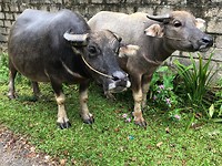 Dieren langs de weg