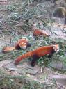 8. Een ander soort, de red panda