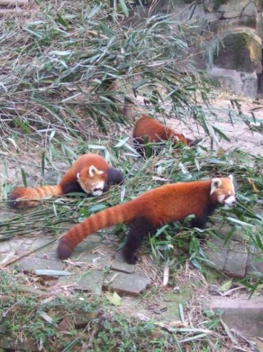 8. Een ander soort, de red panda