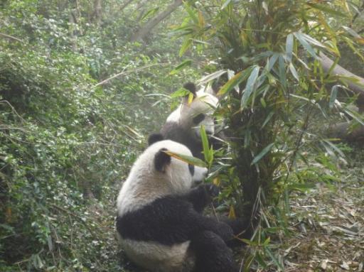 3. De Giant panda