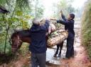 9. Vervoeren van biggetjes te paard