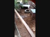 Armadillo having his crazy five minutes