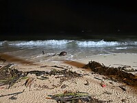 IMG_0598