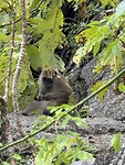 IMG_0952