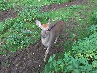 Wildpark Daun