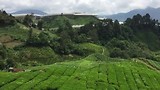 Brinchang | Cameron Highlands