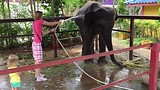 Hutsadin Elephant Foundation | Hua Hin