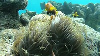 Biyaadhoo | Nemo Point