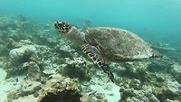 Turtle Reef