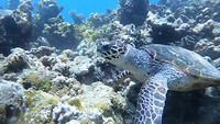 Turtle Reef