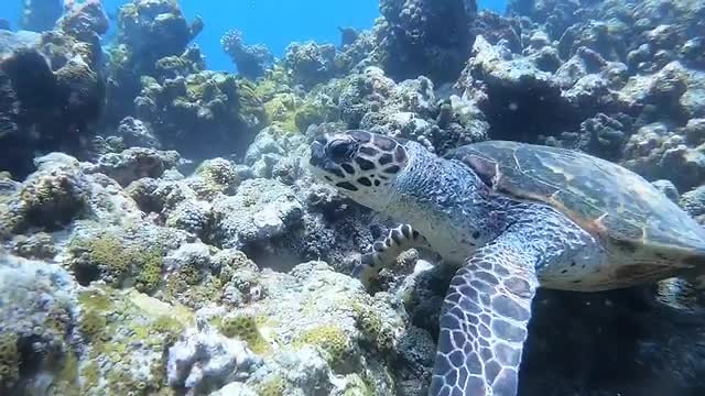 Turtle Reef
