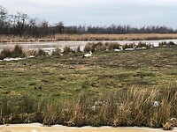 Nationaal Park De Alde Feanen