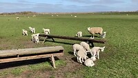 Texel