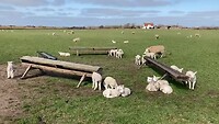 Texel