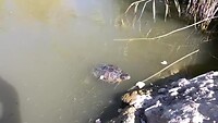 Mavrobara Turtle Lake | Polychrono