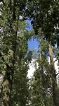 Hoort de wind waait door de bomen🎶