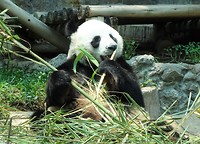 Chiang Mai Zoo 3