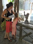 Jaguar voederen in Chiang Mai Zoo