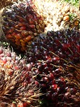 Palmnoten