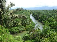Palmolieplantage 2