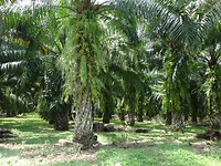 Palmolieplantage