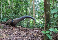 Grote Arguspauw
