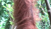 9 mei - orang oetans in Bukit Lawang