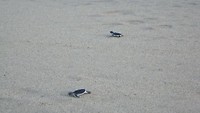 19 mei - zeeschildpadden in Sukamade