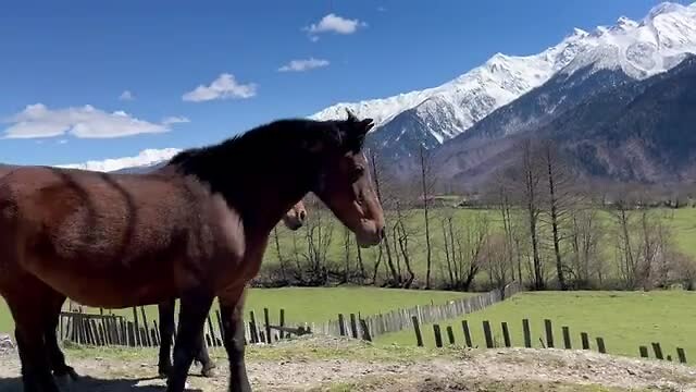Vrije paarden